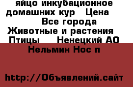 яйцо инкубационное домашних кур › Цена ­ 25 - Все города Животные и растения » Птицы   . Ненецкий АО,Нельмин Нос п.